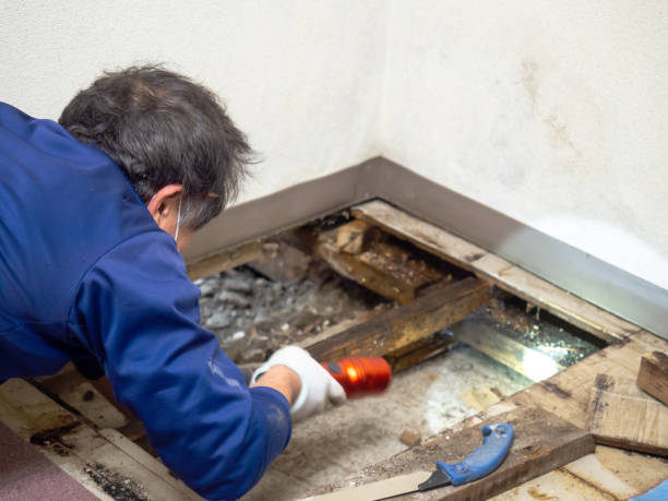 Best Crawl Space Mold Removal  in Nesquehoning, PA