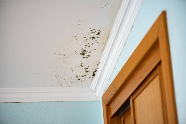 Mold Removal Process in Nesquehoning, PA