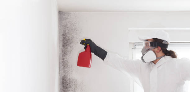 Best Certified Mold Removal  in Nesquehoning, PA
