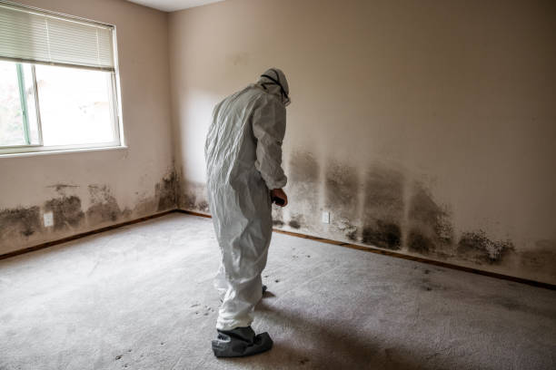 Best Mold Damage Repair  in Nesquehoning, PA