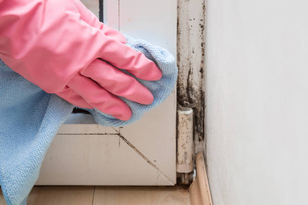 Best Toxic Mold Removal  in Nesquehoning, PA