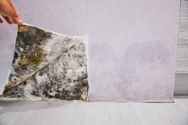 Best Best Mold Removal Companies  in Nesquehoning, PA